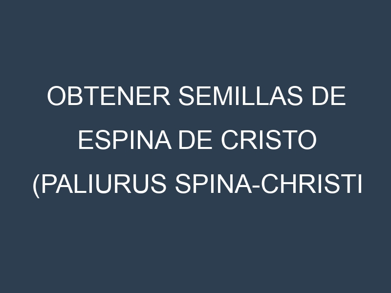 Obtener Semillas de Espina De Cristo (Paliurus spina-christi – pulido.)