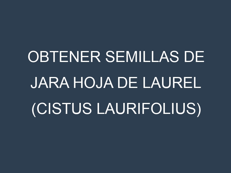 Obtener Semillas de Jara Hoja De Laurel (Cistus laurifolius)