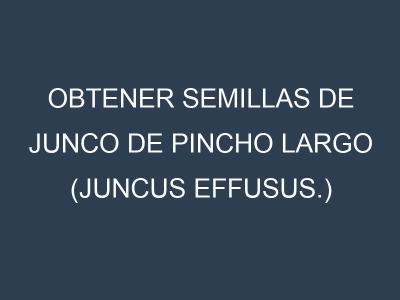 Obtener Semillas de Junco De Pincho Largo (Juncus effusus.)