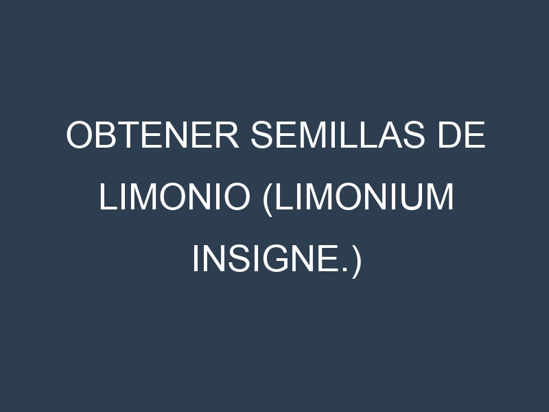 Obtener Semillas de Limonio (Limonium insigne.)