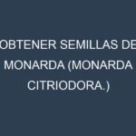 Obtener Semillas de Monarda (Monarda citriodora.)