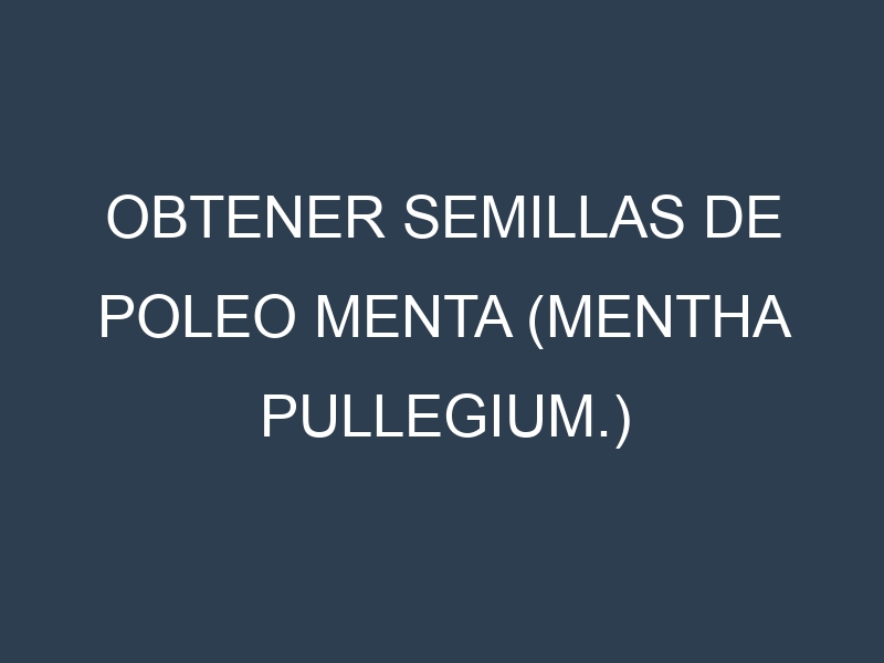 Obtener Semillas de Poleo Menta (Mentha pullegium.)