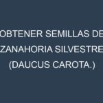 Obtener Semillas de Zanahoria Silvestre (Daucus carota.)