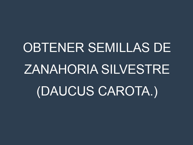 Obtener Semillas de Zanahoria Silvestre (Daucus carota.)
