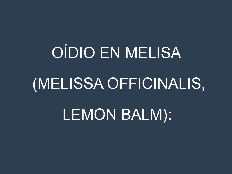 Oídio en Melisa (Melissa officinalis, Lemon balm): síntomas, ciclo de vida y estrategias de control