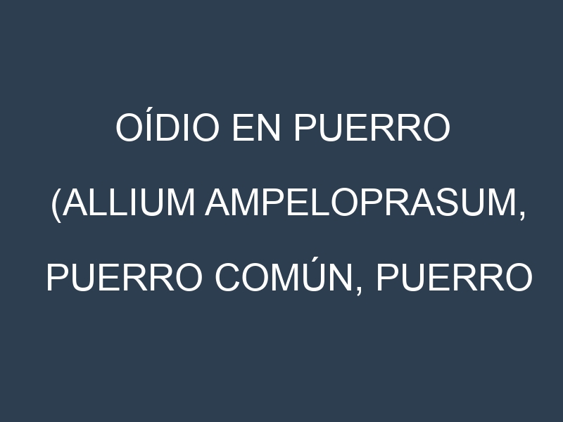 Oídio en Puerro (Allium ampeloprasum, Puerro común, Puerro de hoja): síntomas, ciclo de vida y estrategias de control