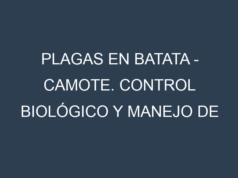 Plagas en Batata – Camote. Control biológico y Manejo de plagas.