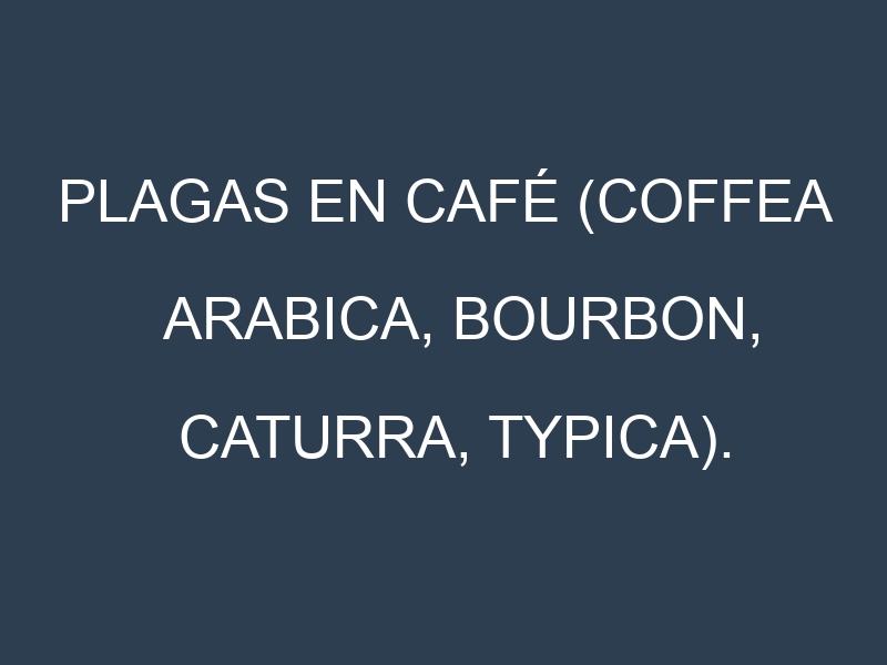 Plagas en Café (Coffea arabica, Bourbon, Caturra, Typica). Control biológico y Manejo de plagas.