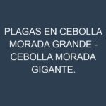 Plagas en Cebolla morada grande – Cebolla morada gigante. Control biológico y Manejo de plagas.