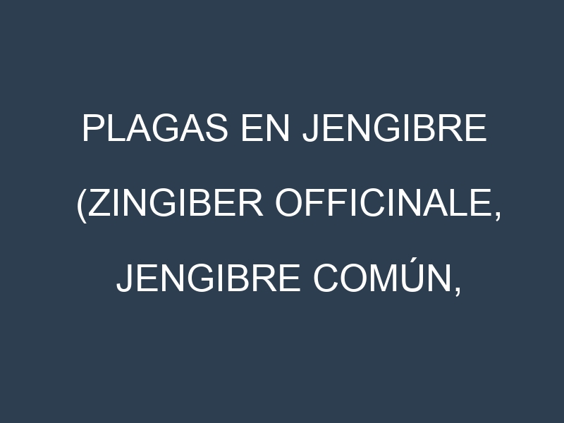 Plagas en Jengibre (Zingiber officinale, Jengibre común, Jengibre dulce). Control biológico y Manejo de plagas.
