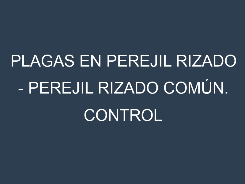 Plagas en Perejil rizado – Perejil rizado común. Control biológico y Manejo de plagas.