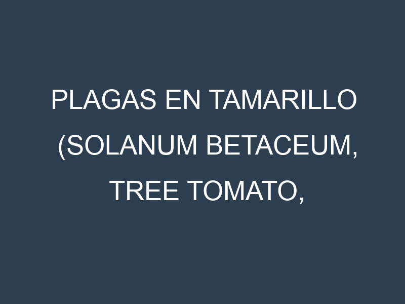 Plagas en Tamarillo (Solanum betaceum, Tree tomato, Cyphomandra). Control biológico y Manejo de plagas.