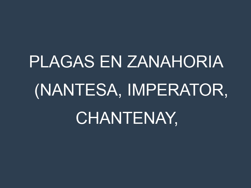 Plagas en Zanahoria (Nantesa, Imperator, Chantenay, Flakkee). Control biológico y Manejo de plagas.