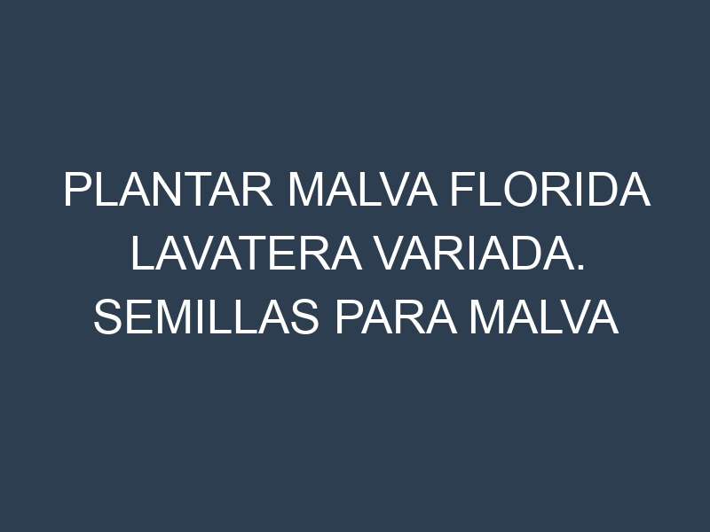 Plantar Malva Florida Lavatera Variada. Semillas para Malva Florida Lavatera Variada. Enfermedades Malva Florida Lavatera Variada.