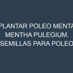 Plantar Poleo Menta Mentha Pulegium. Semillas para Poleo Menta Mentha Pulegium. Enfermedades Poleo Menta Mentha Pulegium.