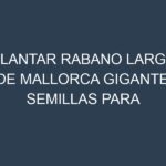 Plantar Rabano Largo De Mallorca Gigante. Semillas para Rabano Largo De Mallorca Gigante. Enfermedades Rabano Largo De Mallorca Gigante.