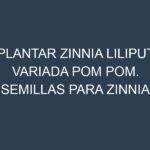 Plantar Zinnia Liliput Variada Pom Pom. Semillas para Zinnia Liliput Variada Pom Pom. Enfermedades Zinnia Liliput Variada Pom Pom.