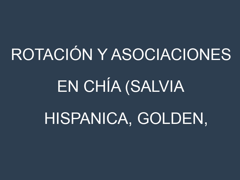 Rotación y Asociaciones en Chía (Salvia hispanica, Golden, Black, White, Red). Estrategias de rotación y Beneficios de las asociaciones de cultivos.