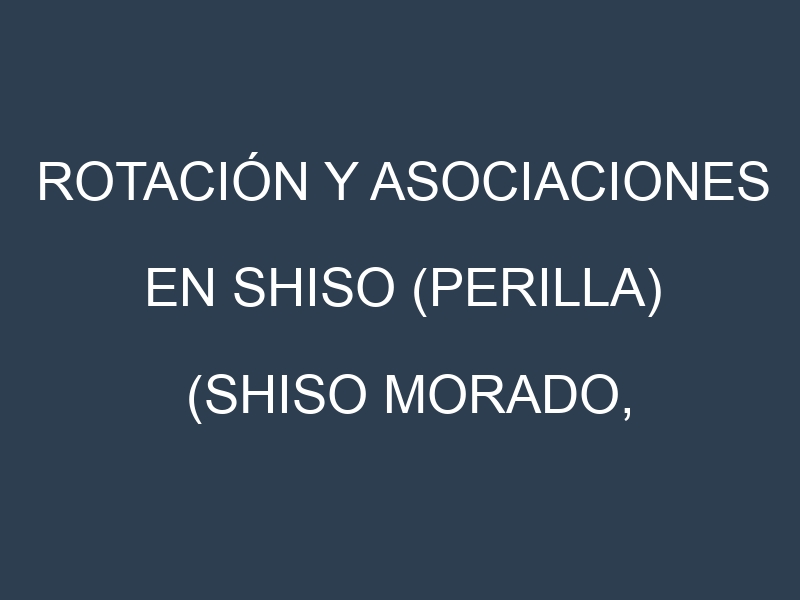 Rotación y Asociaciones en Shiso (perilla) (Shiso morado, Shiso verde, Aka Shiso, Ao Shiso, Chinese Perilla). Estrategias de rotación y Beneficios de las asociaciones de cultivos.