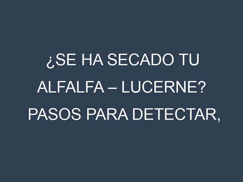 ¿Se ha secado tu Alfalfa – Lucerne? Pasos para Detectar, Corregir y Prevenir.