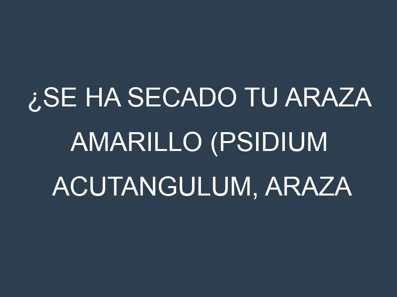 ¿Se ha secado tu Araza Amarillo (Psidium acutangulum, Araza Rojo, Arazá de Madera, Sabará, Chumichina)? Pasos para Detectar, Corregir y Prevenir.