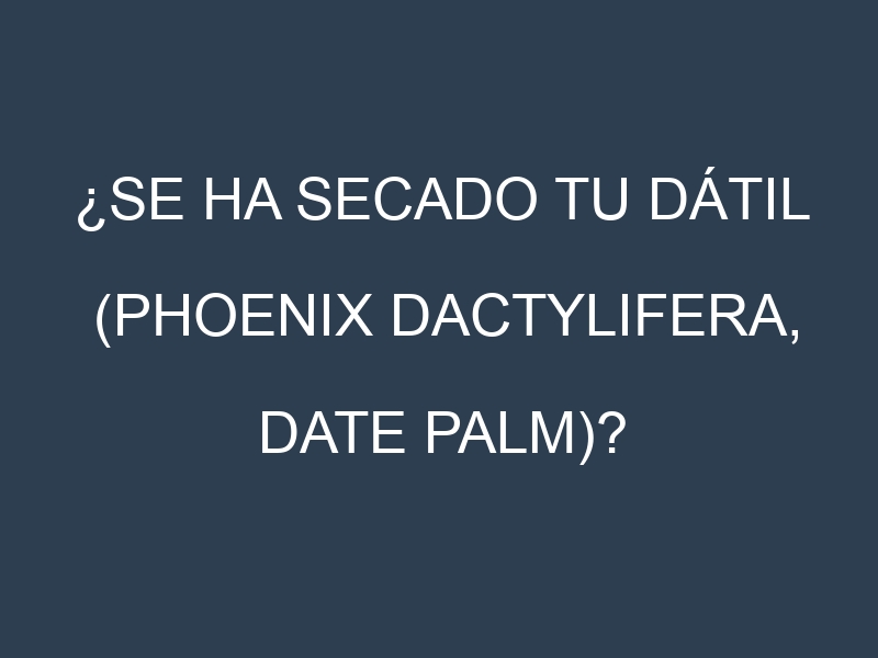 ¿Se ha secado tu Dátil (Phoenix dactylifera, date palm)? Pasos para Detectar, Corregir y Prevenir.