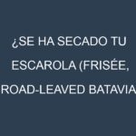 ¿Se ha secado tu Escarola (Frisée, Broad-leaved Batavian, Curly Endive, Smooth-leaved Batavian, Escariol)? Pasos para Detectar, Corregir y Prevenir.