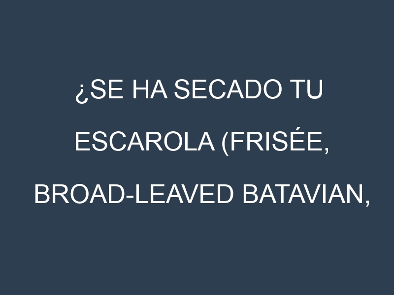 ¿Se ha secado tu Escarola (Frisée, Broad-leaved Batavian, Curly Endive, Smooth-leaved Batavian, Escariol)? Pasos para Detectar, Corregir y Prevenir.