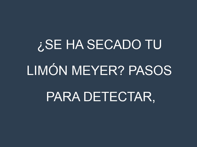 ¿Se ha secado tu Limón Meyer? Pasos para Detectar, Corregir y Prevenir.