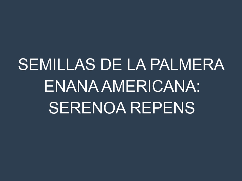 Semillas de la palmera enana americana: serenoa repens