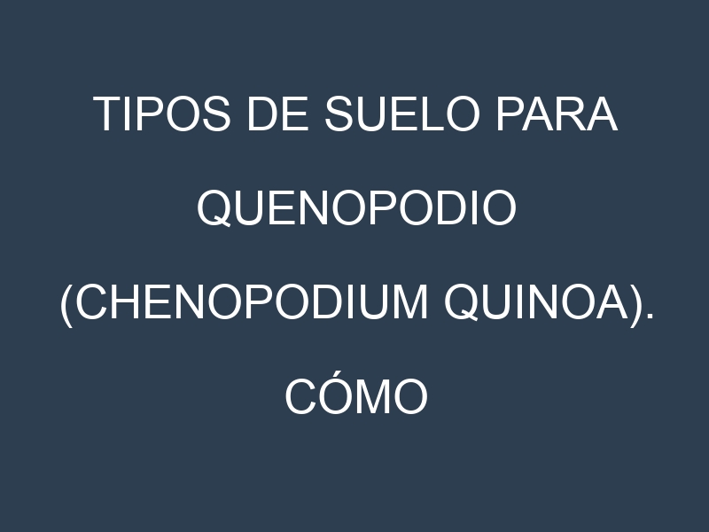 Tipos de suelo para Quenopodio (Chenopodium quinoa). Cómo ajustar las condiciones del suelo.
