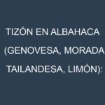 Tizón en Albahaca (Genovesa, Morada, Tailandesa, Limón): Causas, Síntomas y Estrategias de Control en Cultivos