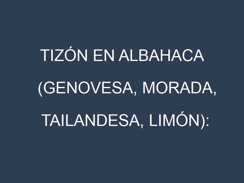 Tizón en Albahaca (Genovesa, Morada, Tailandesa, Limón): Causas, Síntomas y Estrategias de Control en Cultivos