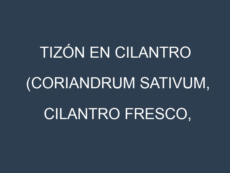 Tizón en Cilantro (Coriandrum sativum, Cilantro fresco, Cilantro seco): Causas, Síntomas y Estrategias de Control en Cultivos