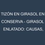 Tizón en Girasol en conserva – Girasol enlatado: Causas, Síntomas y Estrategias de Control en Cultivos
