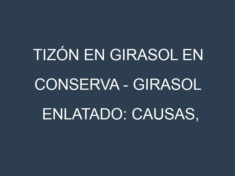 Tizón en Girasol en conserva – Girasol enlatado: Causas, Síntomas y Estrategias de Control en Cultivos