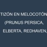Tizón en Melocotón (Prunus persica, Elberta, Redhaven, Saturn): Causas, Síntomas y Estrategias de Control en Cultivos