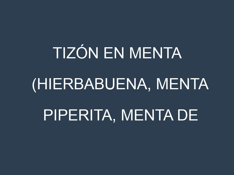 Tizón en Menta (Hierbabuena, Menta piperita, Menta de campo, Menta chocolate): Causas, Síntomas y Estrategias de Control en Cultivos