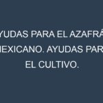 Ayudas para el Azafrán mexicano. Ayudas para el cultivo. Subvenciones.