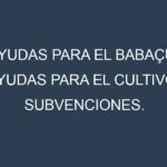 Ayudas para el Babaçu. Ayudas para el cultivo. Subvenciones.