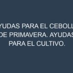 Ayudas para el Cebolla de primavera. Ayudas para el cultivo. Subvenciones.