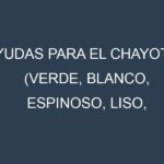 Ayudas para el Chayote (Verde, Blanco, Espinoso, Liso, Amargo). Ayudas para el cultivo. Subvenciones.