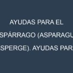 Ayudas para el Espárrago (Asparagus, asperge). Ayudas para el cultivo. Subvenciones.