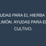 Ayudas para el Hierba de limón. Ayudas para el cultivo. Subvenciones.