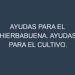 Ayudas para el Hierbabuena. Ayudas para el cultivo. Subvenciones.