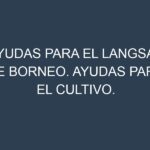 Ayudas para el Langsat de Borneo. Ayudas para el cultivo. Subvenciones.