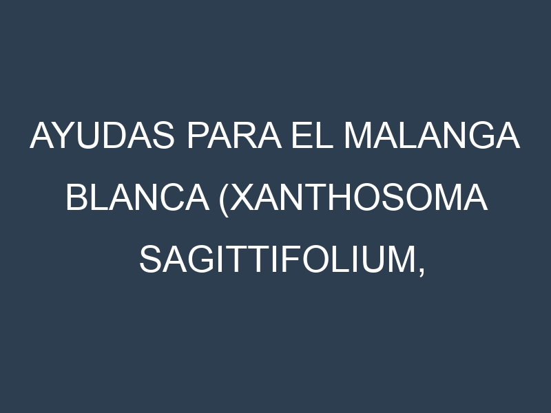 Ayudas para el Malanga blanca (Xanthosoma sagittifolium, Dasheen, Tannia, Eddoe, Cocoyam). Ayudas para el cultivo. Subvenciones.