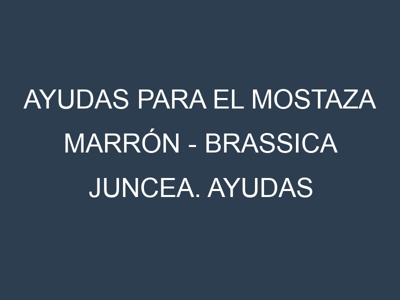 Ayudas para el Mostaza marrón – Brassica juncea. Ayudas para el cultivo. Subvenciones.
