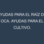 Ayudas para el Raíz de oca. Ayudas para el cultivo. Subvenciones.