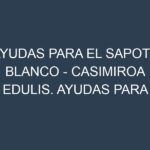 Ayudas para el Sapote Blanco – Casimiroa edulis. Ayudas para el cultivo. Subvenciones.